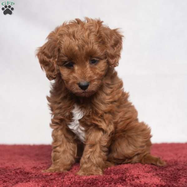 Jeryl, Cavapoo Puppy